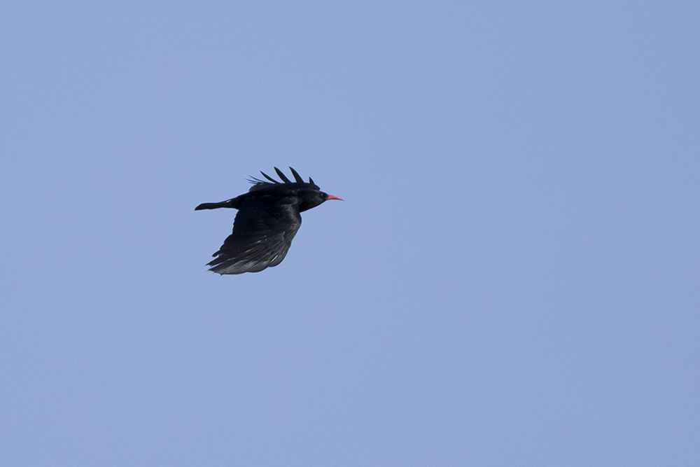 Red-billed Chough